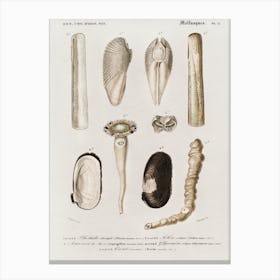 Different Type Of Mollusks, Charles Dessalines D'Orbigny Canvas Print