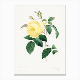 Yellow Rose, Pierre Joseph Redouté Canvas Print