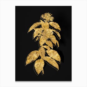 Vintage Laurustinus Botanical in Gold on Black n.0119 Canvas Print