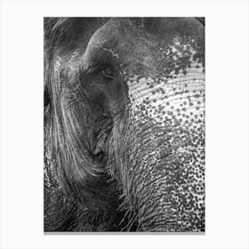 Black And White Elephant Canvas Print
