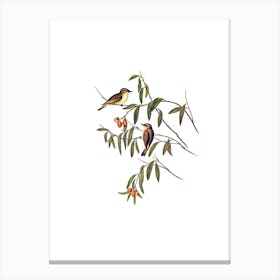 Vintage Green Backed Gerygone Bird Illustration on Pure White Canvas Print