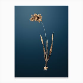 Gold Botanical Ixia Filiformis on Dusk Blue n.0436 Canvas Print