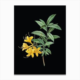 Vintage Yellow Azalea Botanical Illustration on Solid Black n.0089 Canvas Print