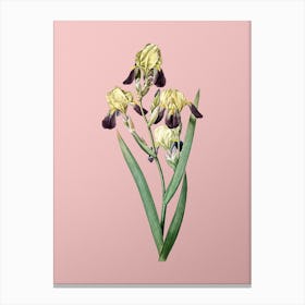 Vintage Elder Scented Iris Botanical on Soft Pink n.0761 Canvas Print