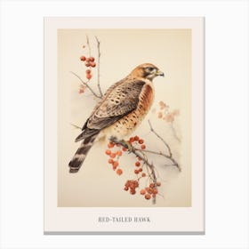 Vintage Bird Drawing Red Tailed Hawk 3 Poster Canvas Print