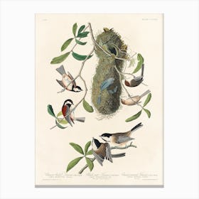 Chesnut Backed Titmouse, Birds Of America, John James Audubon Canvas Print