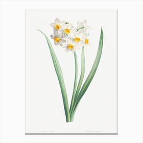 Vintage Narcissus Canvas Print