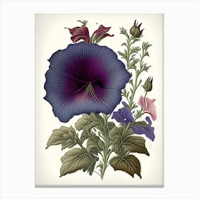 Wild Petunia Wildflower Vintage Botanical 1 Canvas Print