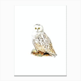 Vintage Snowy Owl Bird Illustration on Pure White n.0112 Canvas Print