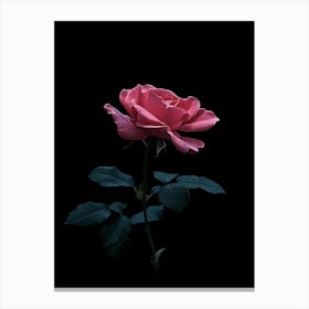 Pink Rose On Black Background 27 Canvas Print