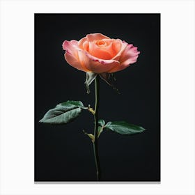 Peach Rose 31 Canvas Print