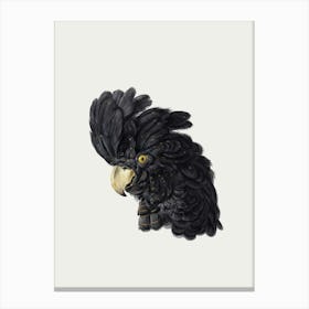 Parrot Vintage Bird Art Print_2835796 Canvas Print