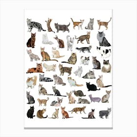 Many Cats Canvas Print