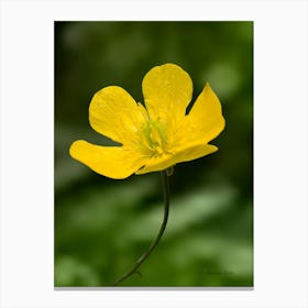 Yellow Flower Canvas Print