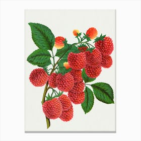 Raspberries Canvas Print