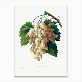 White Grape From Choix Des Plus Belles Fleurs, Pierre Joseph Redouté Canvas Print