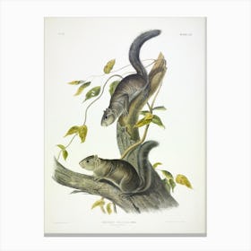 Collies' Squirrel, John James Audubon Canvas Print
