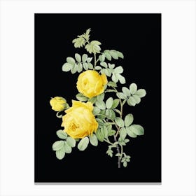 Vintage Sulphur Rose Botanical Illustration on Solid Black n.0594 Canvas Print