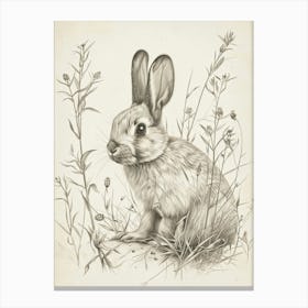 Mini Lop Rabbit Drawing 1 Canvas Print
