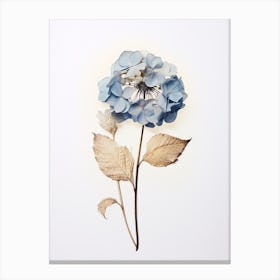 Pressed Flower Botanical Art Hydrangea 2 Canvas Print