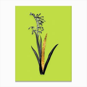 Vintage Antholyza Aethiopica Black and White Gold Leaf Floral Art on Chartreuse n.0995 Canvas Print