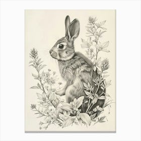 Dutch Rabbit Drawing 3 Canvas Print
