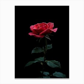 Red Rose On Black Background 50 Canvas Print