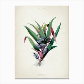 Vintage Denisse 1 Tradescantia Canvas Print