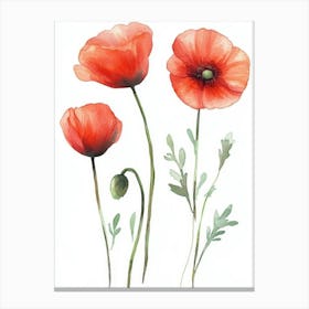 Watercolor Poppies Canvas Print