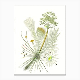 Fennel Seeds Spices And Herbs Pencil Illustration 6 Canvas Print
