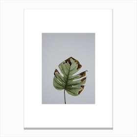 Leaf in Grey Box Canvas Print