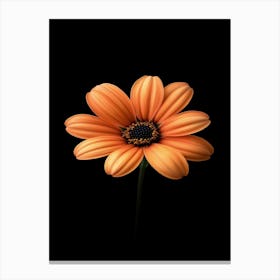 Orange Flower 9 Canvas Print