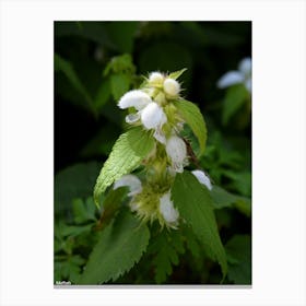 White Hibiscus Canvas Print