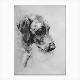 English Foxhound Dog Charcoal Line 3 Canvas Print