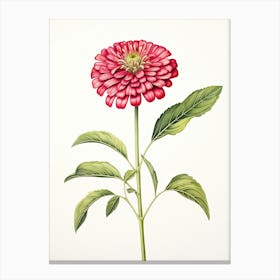 Zinnias Flower Vintage Botanical 0 Canvas Print
