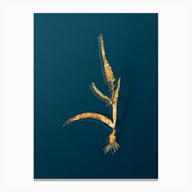 Vintage Ixia Plantaginea Botanical in Gold on Teal Blue n.0192 Canvas Print