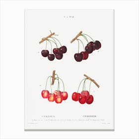 Different Cherrys, Pierre Joseph Redoute Canvas Print
