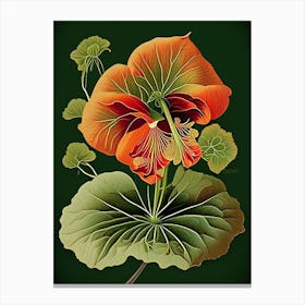 Nasturtium Herb Vintage Botanical Canvas Print