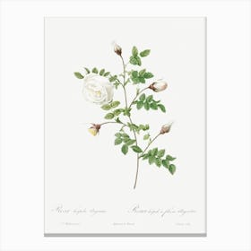 Silver Flowered Hispid Rose, Pierre Joseph Redoute Canvas Print