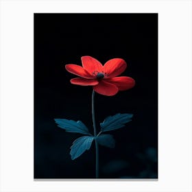 Red Anemone Flower Canvas Print