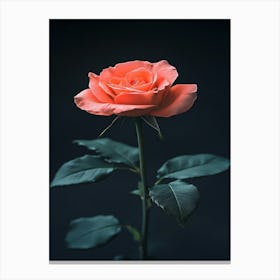 Single Rose 6 Canvas Print