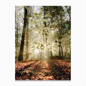 Baby Tree in the Sunlight in the Forest Canvas Print