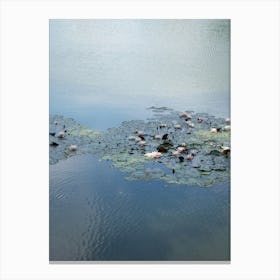 Water lilies and pale blue reflection 2 Canvas Print