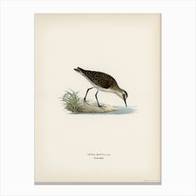 Little Stint, The Von Wright Brothers Canvas Print