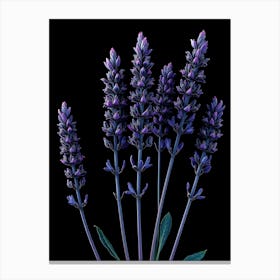 Lavender Flowers Isolated On Black Background Toile