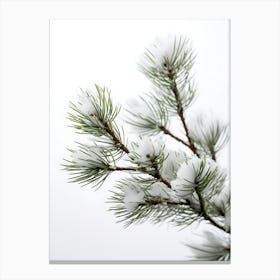 Pine Branch Covered in Snow 3 Canvas Print