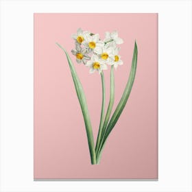 Vintage Narcissus Easter Flower Botanical on Soft Pink n.0516 Canvas Print
