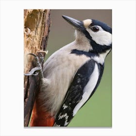 Woodpecker Canvas Print