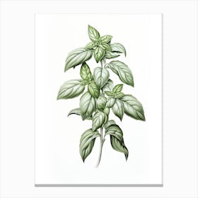 Basil Vintage Botanical Herbs 3 Canvas Print