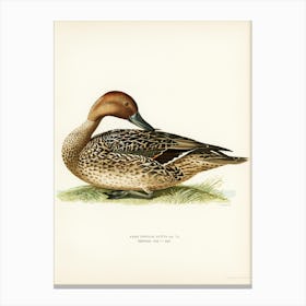 Northern Pintail, The Von Wright Brothers (2) Canvas Print